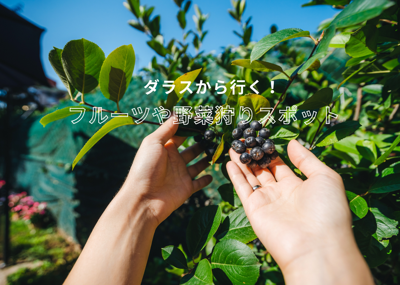近隣のおすすめフルーツや野菜狩りスポット🫐🍒